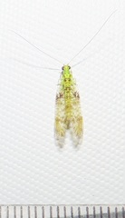 Glenochrysa principissa