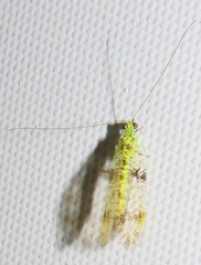 Glenochrysa principissa