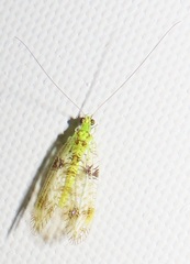 Glenochrysa principissa