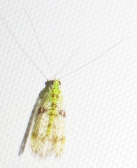 Glenochrysa principissa