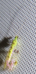 Glenochrysa principissa