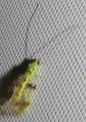 Glenochrysa principissa