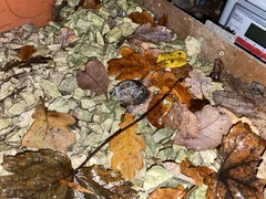 Cornu aspersum
