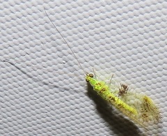 Glenochrysa principissa