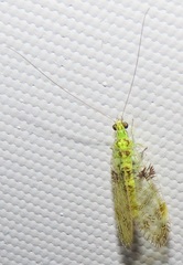 Glenochrysa principissa
