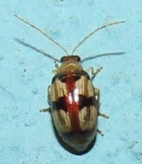 Monolepta vinosa