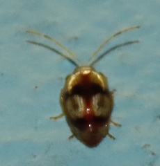 Monolepta vinosa