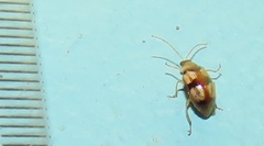 Monolepta vinosa