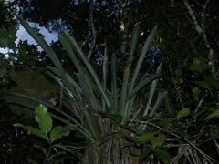 Wittmackia lingulata