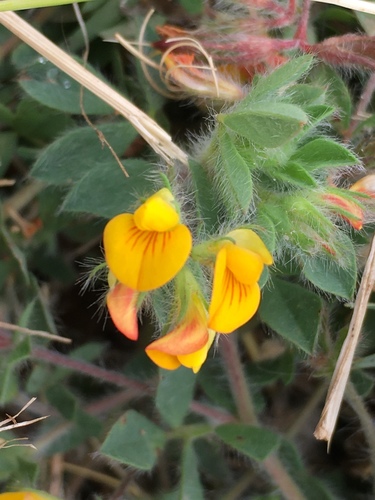 Lotus subbiflorus iNat (1)