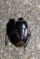 Macroscytus
