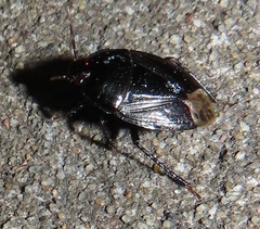 Macroscytus
