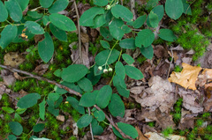 Amelanchier bartramiana