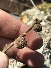 Disholcaspis pruniformis