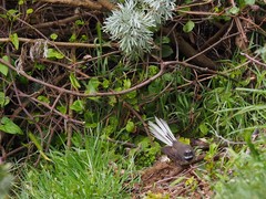 Rhipidura fuliginosa penita