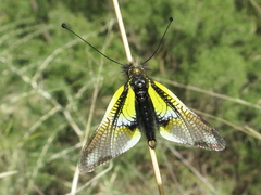 Libelloides baeticus