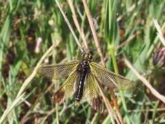 Libelloides ictericus