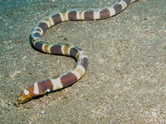 Napoleon Snake Eel photo 2