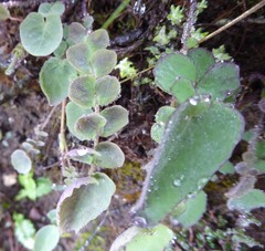 Melanoseris macrorhiza