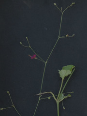 Boerhavia gracillima