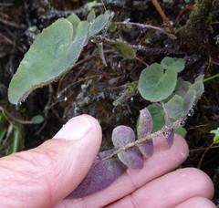 Melanoseris macrorhiza