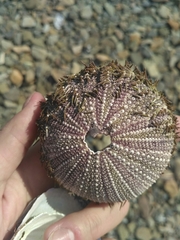 Strongylocentrotus intermedius
