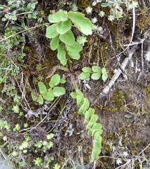 Melanoseris macrorhiza