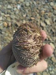 Strongylocentrotus intermedius