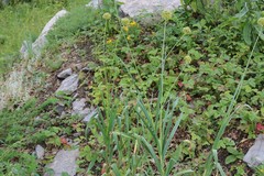 Allium obliquum