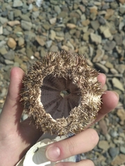 Strongylocentrotus intermedius