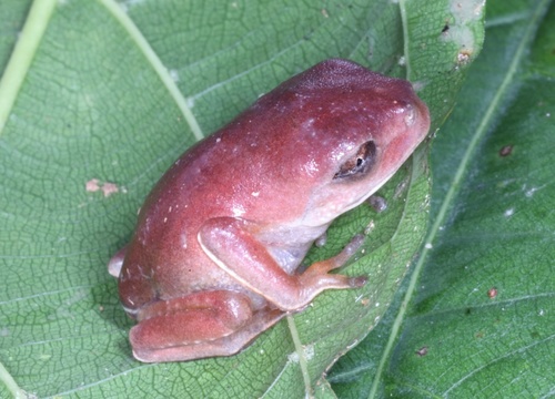 Toady Leaf Frog, Callimedusa atelopoides
