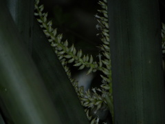 Wittmackia lingulata