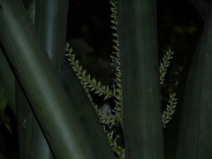 Wittmackia lingulata