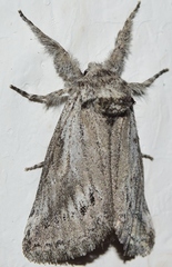 Albarracina warionis