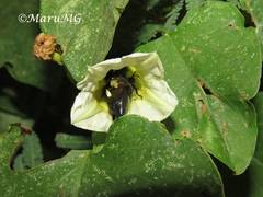 Strigoderma sulcipennis