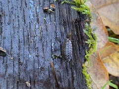 Oniscus asellus