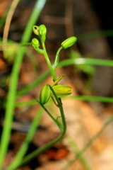 Albuca shawii