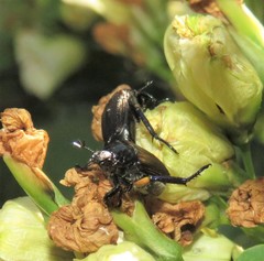 Strigoderma sulcipennis