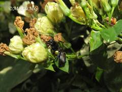 Strigoderma sulcipennis