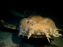 Orectolobus halei