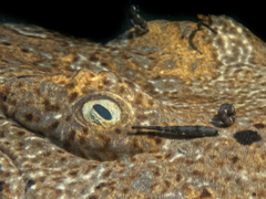 Orectolobus halei