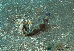 Amblyeleotris latifasciata