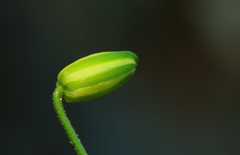 Albuca shawii
