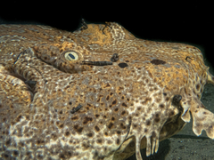Orectolobus halei