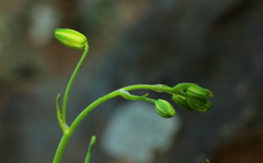 Albuca shawii