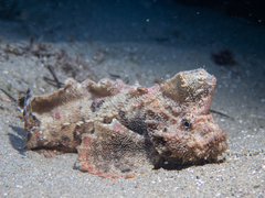 Aploactisoma milesii