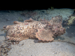 Aploactisoma milesii