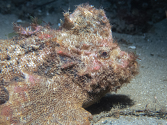 Aploactisoma milesii