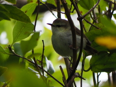 Gerygone albofrontata