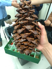 Pinus maximartinezii